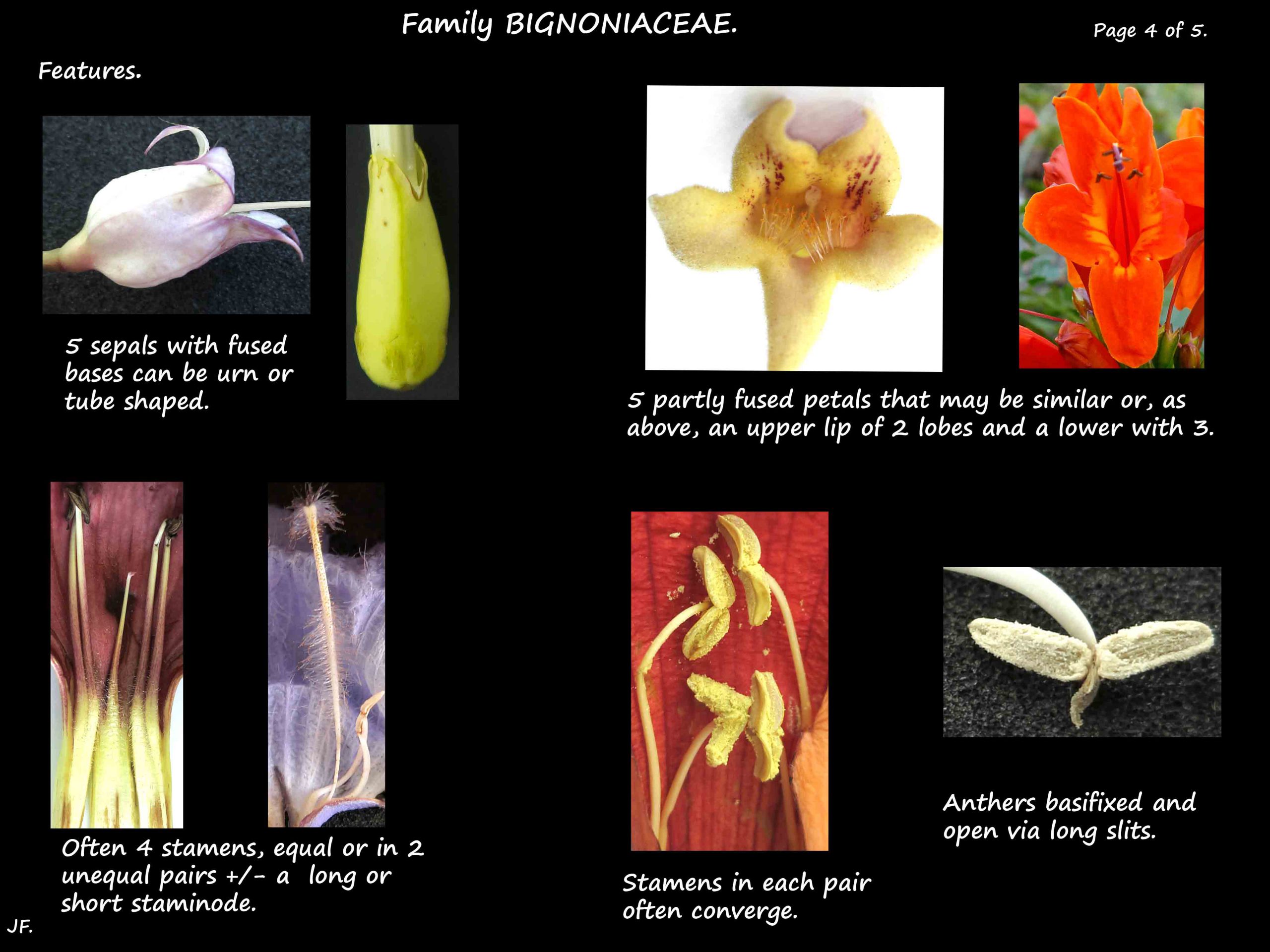 4 Bignoniaceae stamens